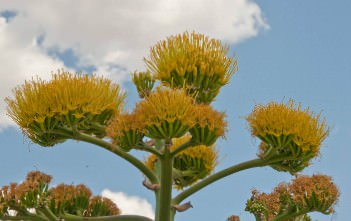 Century Plant: Edible Agave Agave americana - Century Plant, American Aloe