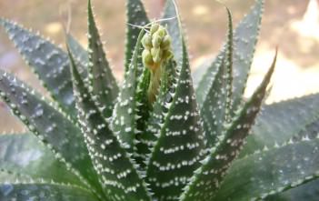 Aloe aristata – Lace Aloe, Torch Plant Aloe aristata - Lace Aloe, Torch Plant