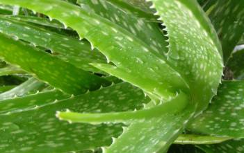 Aloe vera – Medicinal Aloe, Barbados Aloe Aloe vera