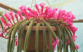 Disocactus flagelliformis – Rat Tail Cactus Disocactus flagelliformis - Rat Tail Cactus