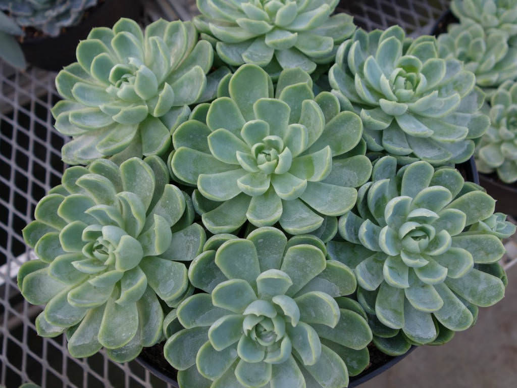 Echeveria Elegans Mexican Snowball White Mexican Rose World Of Succulents 9327