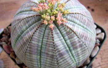 Euphorbia obesa – Baseball Plant, Sea Urchin Euphorbia obesa - Baseball Plant, Sea Urchin