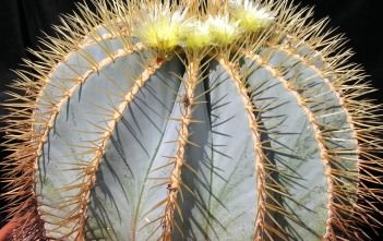 Ferocactus glaucescens – Blue Barrel Cactus Ferocactus glaucescens - Blue Barrel Cactus, Glaucous Barrel Cactus