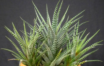 Haworthia attenuata – Zebra Plant Haworthia attenuata - Zebra Plant