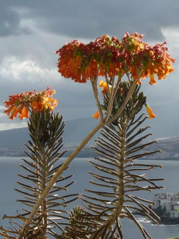 Kalanchoe delagoensis Chandelier Plant World of Succulents