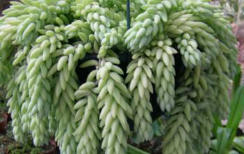 Sedum morganianum – Donkey’s Tail, Burro’s Tail Sedum morganianum - Burro’s Tail, Donkey's Tail, Lamb's Tail, Horse's Tail