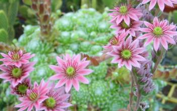 Sempervivum arachnoideum – Cobweb Houseleek Sempervivum arachnoideum - Cobweb Houseleek, Spider Web Hens and Chicks