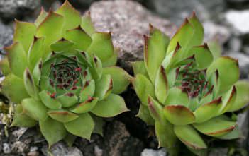 Sempervivum tectorum – Common Houseleek Sempervivum tectorum - Common Houseleek