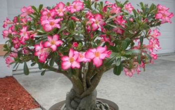 Adenium obesum – Desert Rose Adenium obesum - Desert Rose Impala Lily