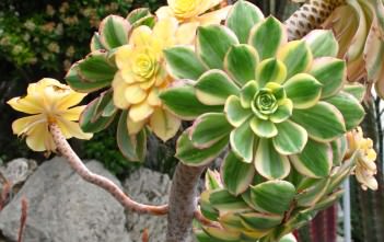 Aeonium arboreum var. albovariegatum Aeonium arboreum var. albovariegatum