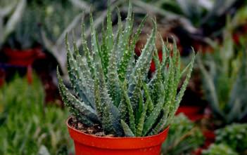 Aloe humilis – Spider Aloe, Blue Dwarf Aloe Aloe humilis - Spider Aloe, Blue Dwarf Aloe
