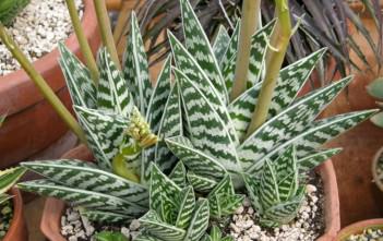 Aloe variegata – Tiger Aloe, Partridge Breast Aloe Aloe variegata - Tiger Aloe, Partridge Breast Aloe
