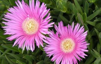 Carpobrotus acinaciformis – Hottentot Fig, Giant Pigface Carpobrotus acinaciformis - Hottentot Fig, Giant Pigface