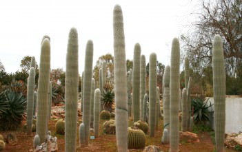 Cephalocereus senilis – Old Man Cactus Cephalocereus senilis - Old Man Cactus White Persian Cat Cactus