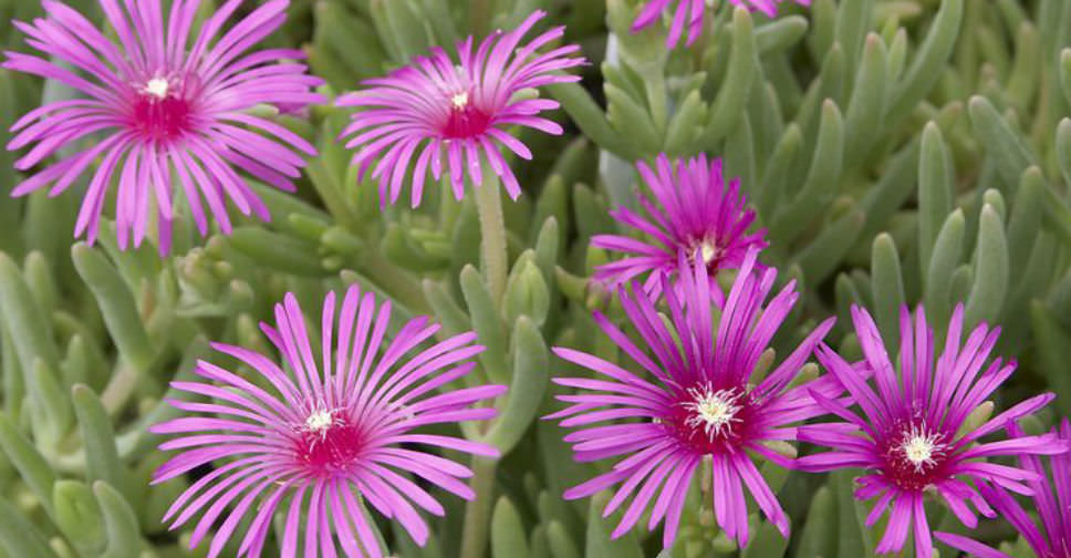 Delosperma cooperi Trailing Ice Plant, Purple Ice Plant