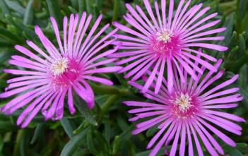Delosperma cooperi – Trailing Ice Plant, Purple Ice Plant Delosperma cooperi - Trailing Ice Plant, Purple Ice Plant