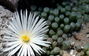 Fenestraria rhopalophylla – Baby’s Toes Fenestraria rhopalophylla - Baby’s Toes, Window Plant