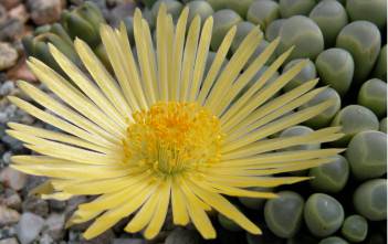 Fenestraria rhopalophylla subsp. aurantiaca – Baby Toes Fenestraria rhopalophylla subs. aurantiaca - Baby Toes