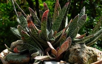 Gasteria bicolor – Lawyer’s Tongue Gasteria bicolor - Lawyer’s Tongue