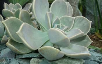 Graptopetalum paraguayense – Ghost Plant Graptopetalum paraguayense - Mother of Pearl Plant, Ghost Plant