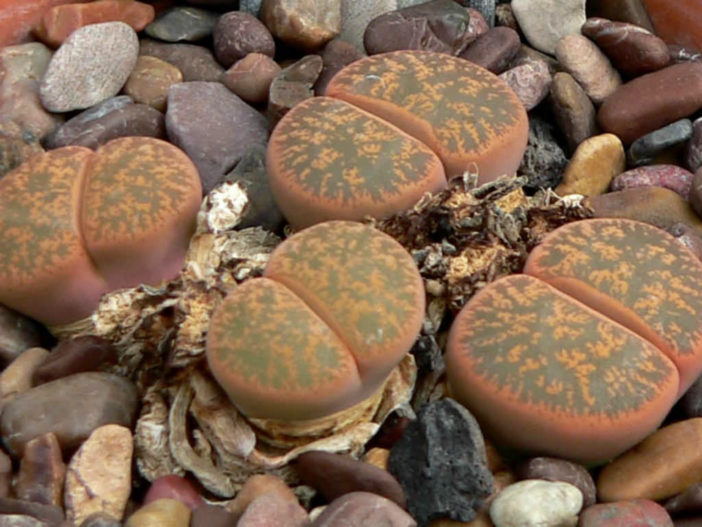Lithops lesliei - Living Stone Pebble Plant