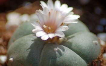 Lophophora williamsii – Peyote