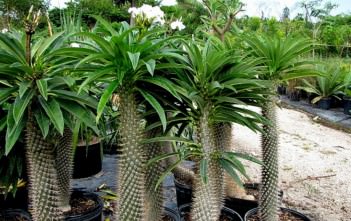 Pachypodium lamerei – Madagascar Palm Pachypodium lamerei - Madagascar Palm Club Foot