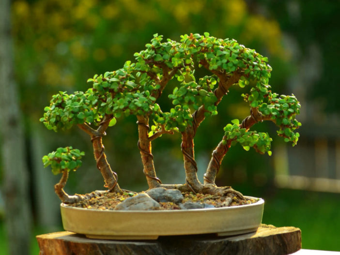 Portulacaria afra - Elephant Bush, Dwarf Jade | World of Succulents