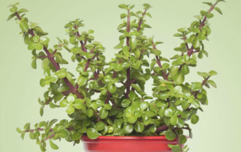 Portulacaria afra – Elephant Bush, Dwarf Jade Portulacaria afra – Elephant Bush Dwarf Jade