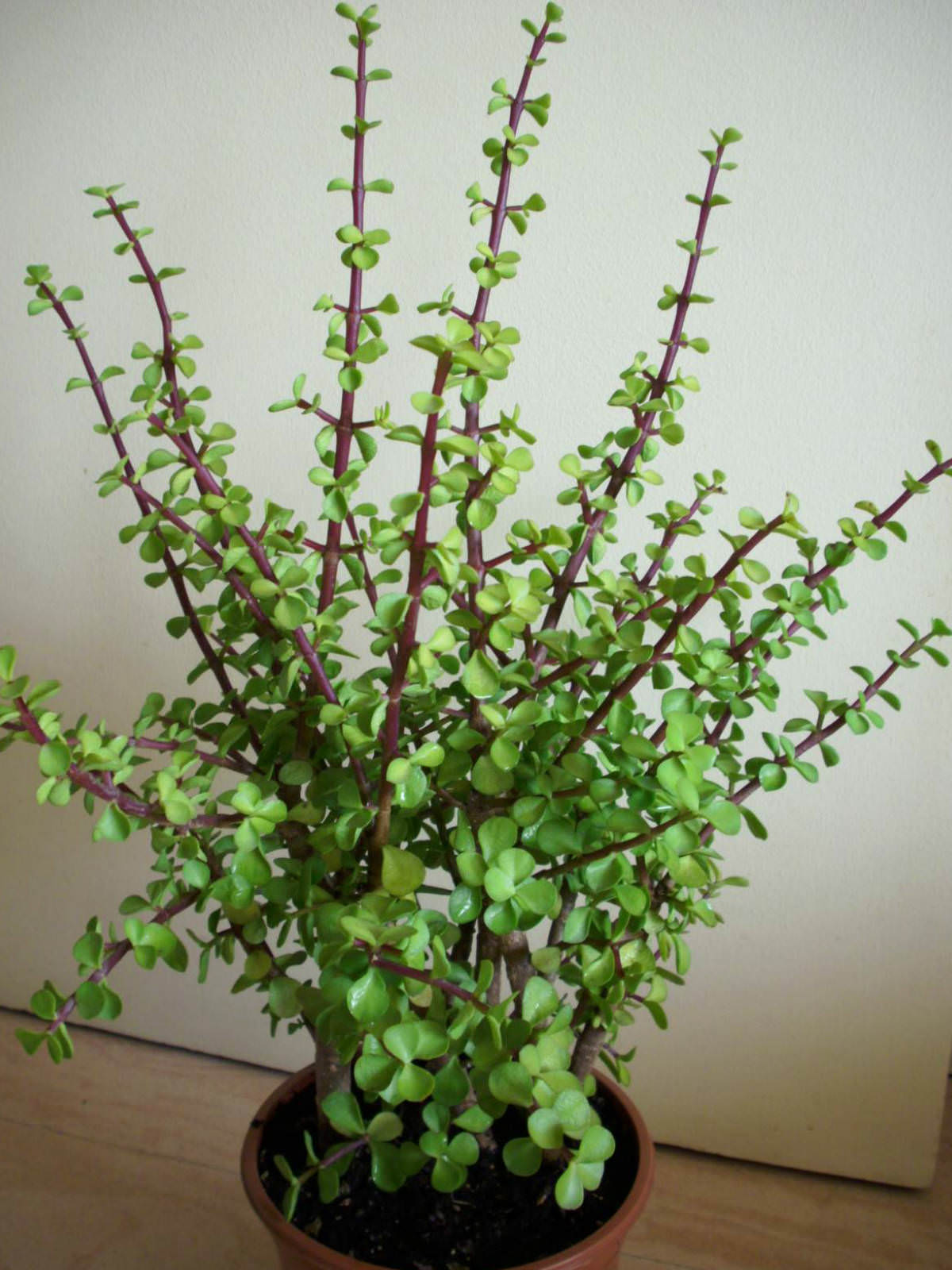 Portulacaria Afra Elephant Bush