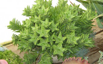 Aloe juvenna – Tiger Tooth Aloe Aloe juvenna - Tiger Tooth Aloe