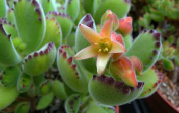 Cotyledon tomentosa – Bear’s Paw Cotyledon tomentosa - Bear's Paw