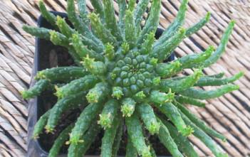Euphorbia flanaganii – Medusa’s Head Euphorbia flanaganii - Medusa's Head