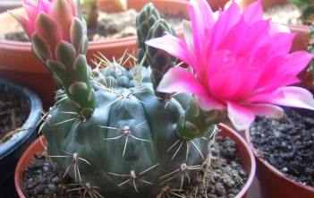 Gymnocalycium baldianum – Dwarf Chin Cactus Gymnocalycium baldianum - Dwarf Chin Cactus