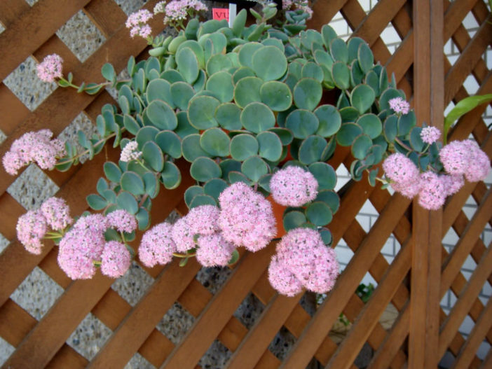 Hylotelephium sieboldii (Sedum sieboldii) – October Daphne