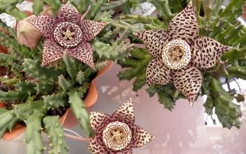 Orbea variegata (Stapelia variegata) – Starfish Plant Orbea variegata (Stapelia variegata) - Starfish Plant Carrion Flower