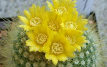 Parodia chrysacanthion – Golden Powder Puff Parodia chrysacanthion - Golden Powder Puff