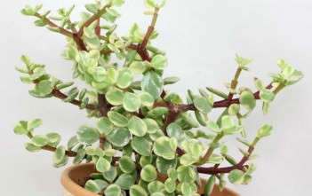 Portulacaria afra f. variegata – Rainbow Bush Portulacaria afra f. variegata - Rainbow Bush, Variegated Elephant Shrub