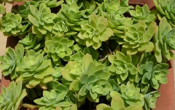 Sedum palmeri – Palmer’s Sedum Sedum palmeri - Palmer's Sedum