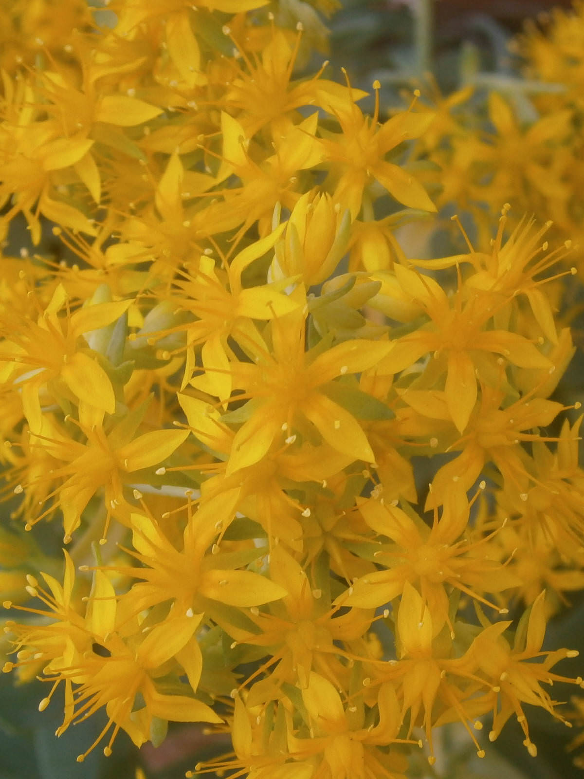 Sedum palmeri - Palmer’s Sedum | World of Succulents