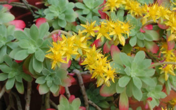 Sedum palmeri – Palmer’s Sedum Sedum palmeri - Palmer's Sedum