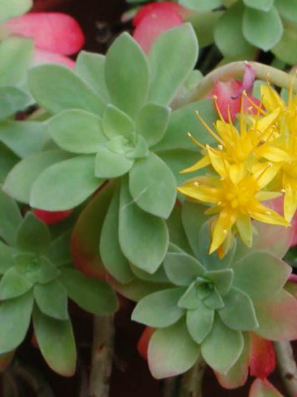 Sedum palmeri - Palmer’s Sedum | World of Succulents