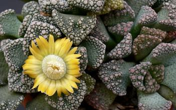 Titanopsis calcarea – Concrete Leaf, Jewel Weed Titanopsis calcarea - Concrete Leaf, Jewel Weed