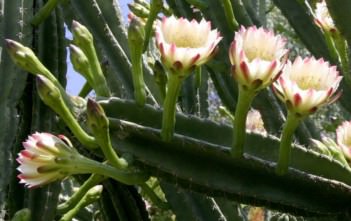 Cereus hildmannianus – Hedge Cactus, Queen of the Night Cereus hildmannianus - Hedge Cactus, Queen of the Night