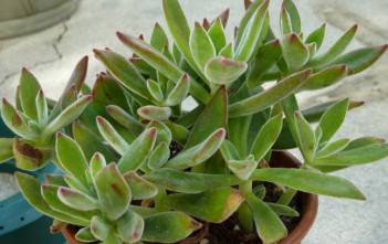 Echeveria harmsii – Plush Plant, Red Echeveria Echeveria harmsii - Plush Plant, Red Echeveria