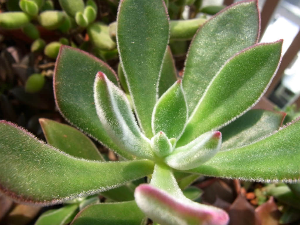 Echeveria Plant