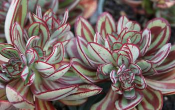 Echeveria nodulosa – Painted Echeveria Echeveria nodulosa - Painted Echeveria