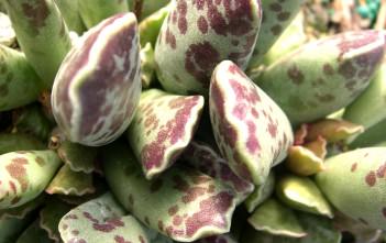 Adromischus cooperi – Plover Eggs Plant Adromischus cooperi
