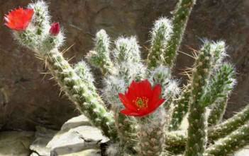 Austrocylindropuntia vestita – Cotton Pole, Old Man Opuntia Austrocylindropuntia vestita - Cotton Pole Old Man Opuntia