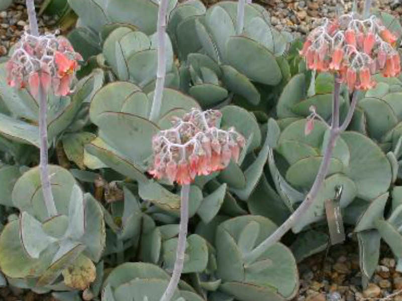 Cotyledon orbiculata Pig's Ear, White Lady World of Succulents